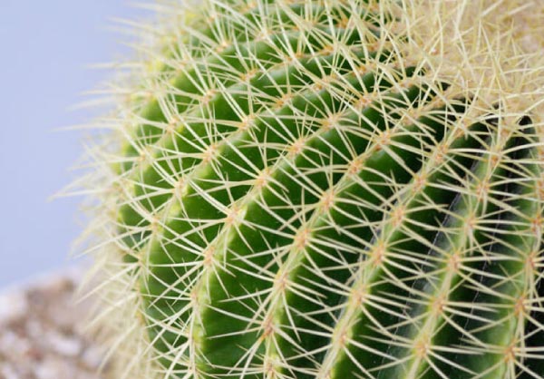 arum room cactus
